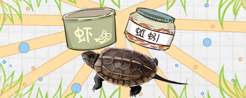 小中华草龟吃什么食物怎么喂长得快