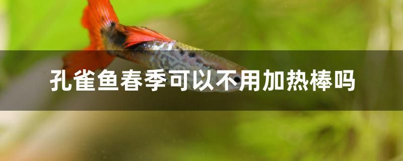孔雀鱼春季可以不用加热棒吗 泰庞海鲢鱼
