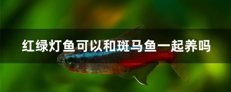 红绿灯鱼可以和斑马鱼一起养吗 锦鲤池鱼池建设