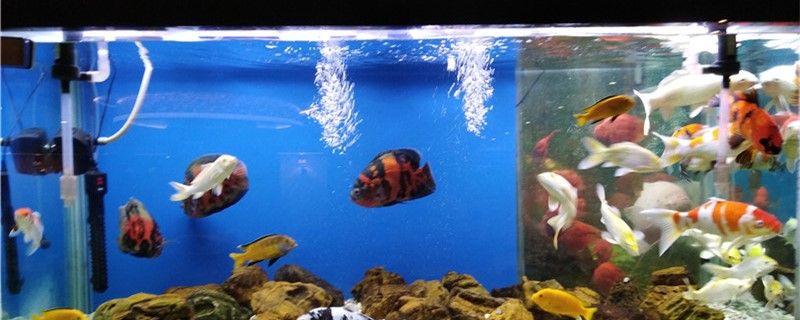 鱼缸寿命一般是多少影响鱼缸寿命的因素有哪些 红龙福龙鱼