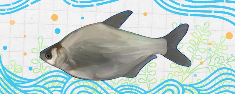 武昌鱼是什么鱼生长在哪里 成吉思汗鲨（球鲨）鱼