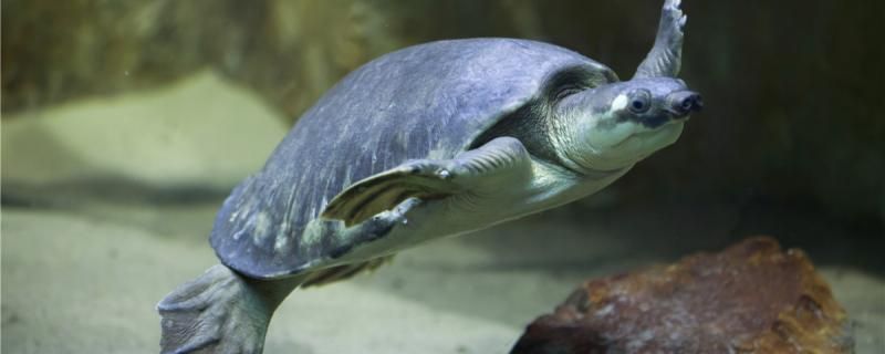 龟鱼混养养什么鱼什么龟能和鱼混养