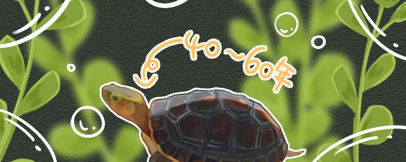 黄缘龟能活多久