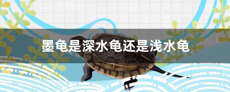 墨龟是深水龟还是浅水龟 赤荔凤冠鱼