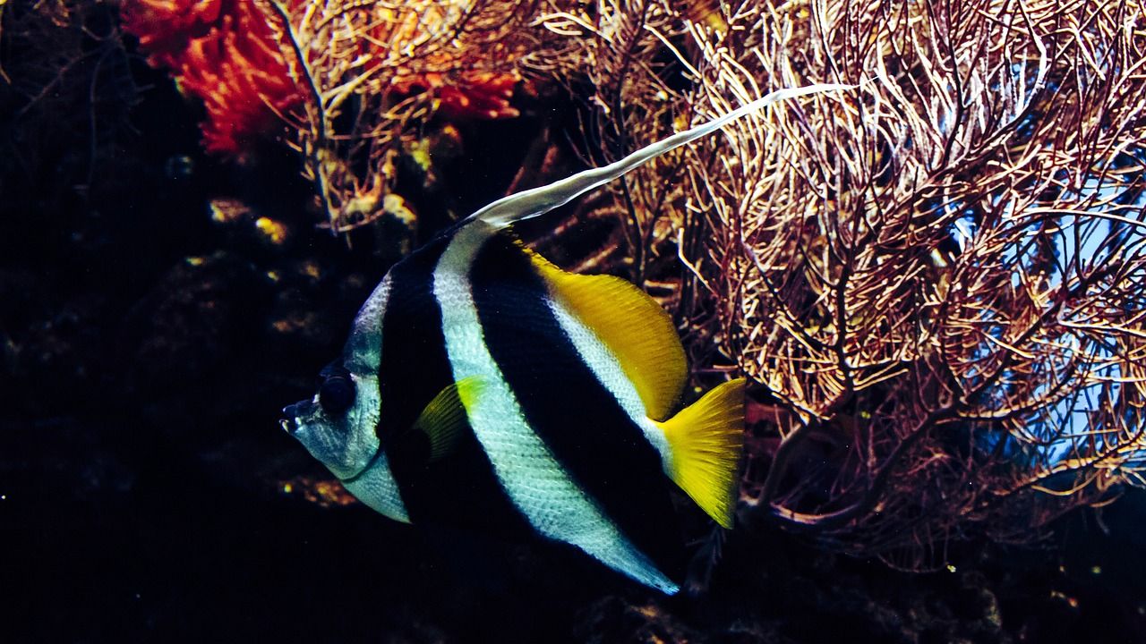 金鱼在鱼缸里能活多久（金鱼在鱼缸里会缺氧吗） 黑水素 第2张