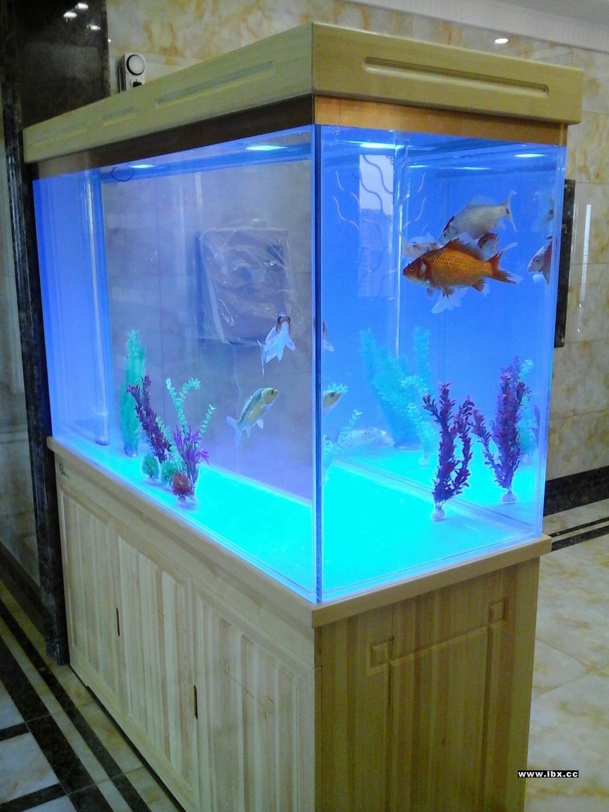 包含青岛做酒店用海水鱼缸的词条 广州观赏鱼鱼苗批发市场 第2张