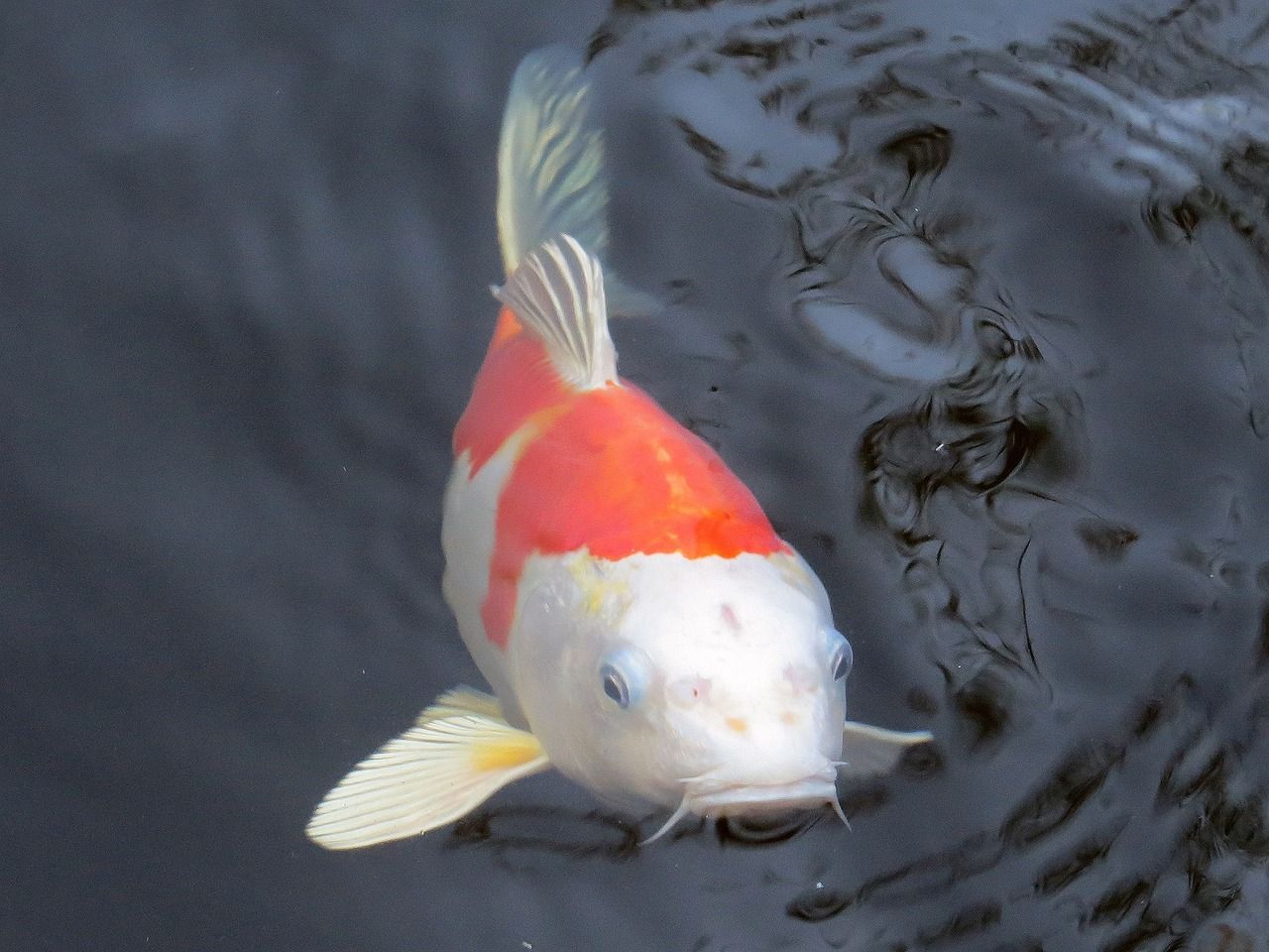 大型热带鱼（大型热带鱼有哪些品种） 红化白子银龙 第1张