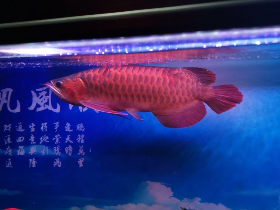 红龙的啥品种 观赏鱼论坛 第1张