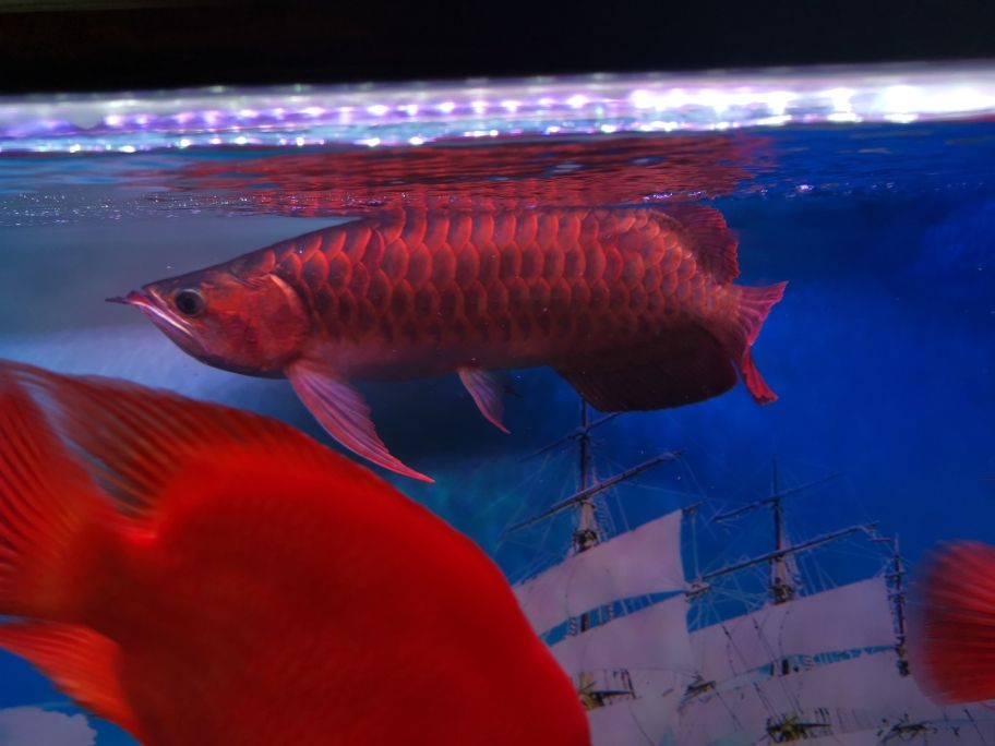 红龙的啥品种 观赏鱼论坛 第3张