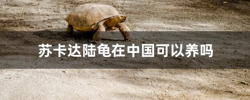 苏卡达陆龟在中国可以养吗