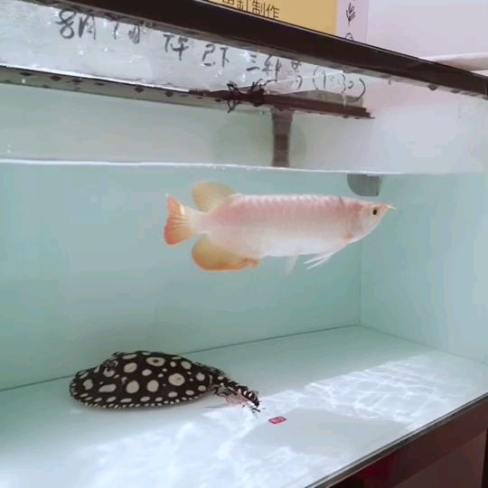 鱼缸充氧机使用方法图解视频（鱼缸里面的充氧机多少钱一个） 大正锦鲤鱼 第1张
