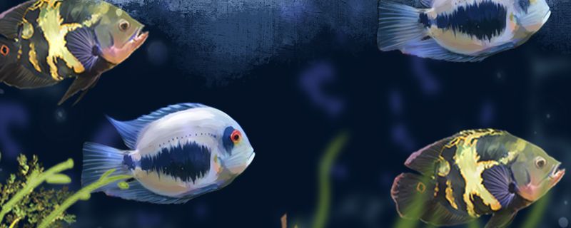 黑云鱼能和什么鱼混养能和龙鱼混养吗