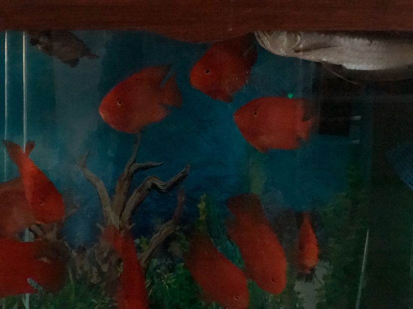 红红火火鹦鹉鱼，水质很重要 观赏鱼论坛 第4张