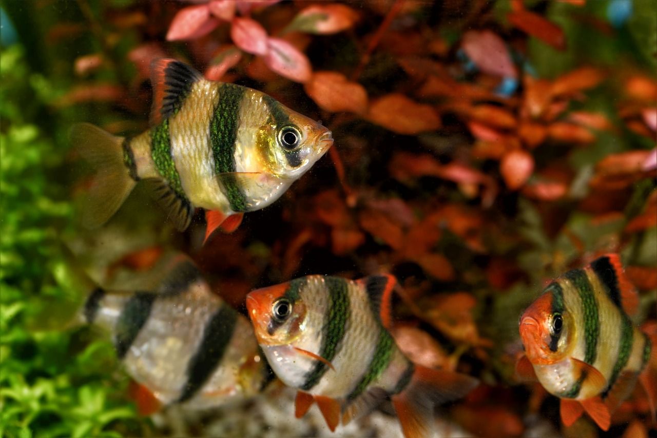 鱼缸拱形造景图片欣赏（日式书法装修） 印尼四纹虎 第1张