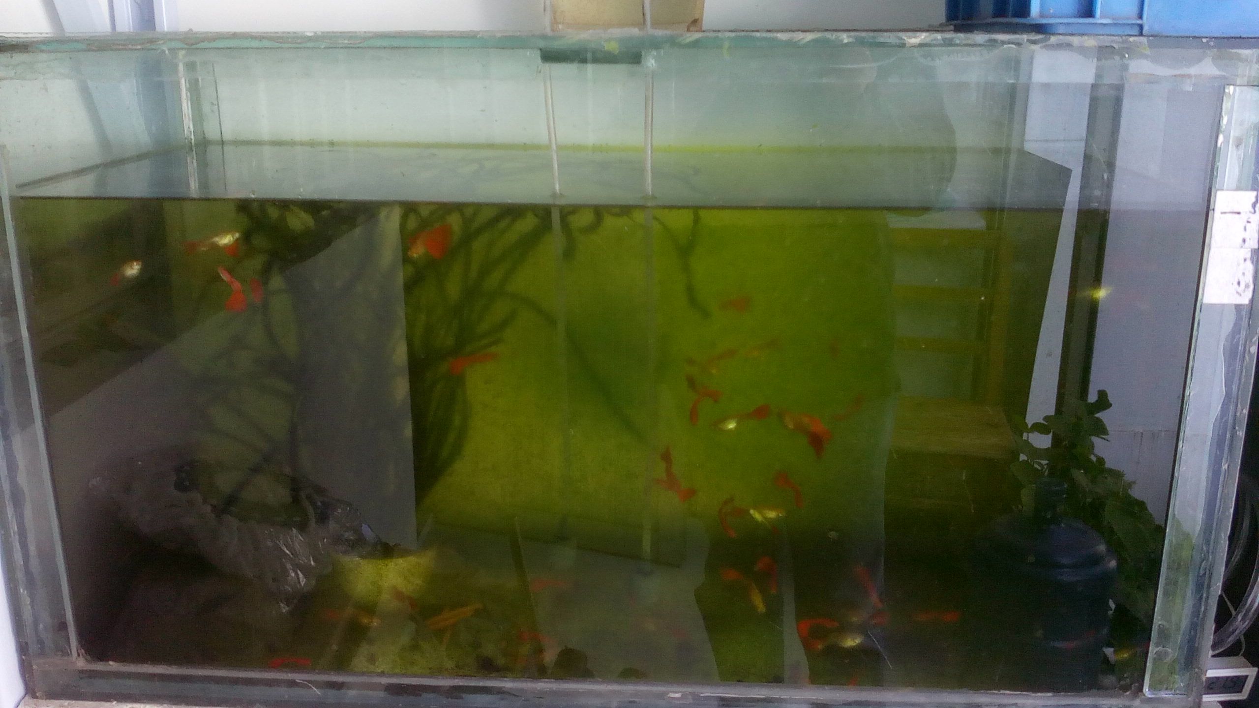 怎么样养活小鱼缸里的鱼(怎么样养活小鱼缸里的鱼视频) 鱼粮鱼药 第2张