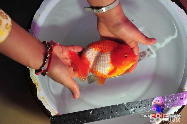 关于哈尔滨观赏鱼市场视频介绍大全最新的信息 图腾金龙鱼 第1张