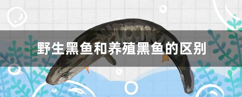 野生黑鱼和养殖黑鱼的区别是什么