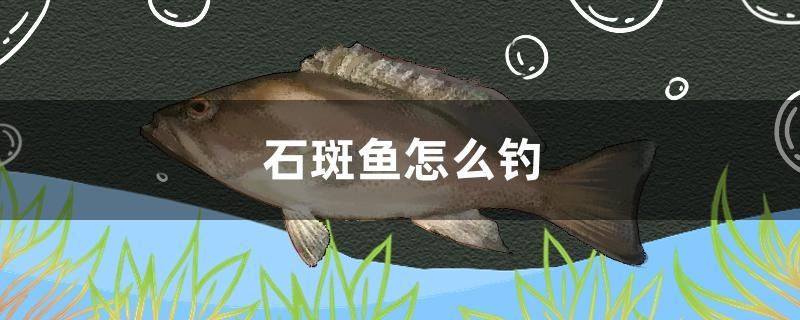石斑鱼怎么钓 南美异形观赏鱼 第1张