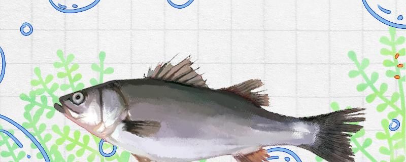 路亚海鲈用多少克的饵用几号pe线 广州龙鱼批发市场 第1张