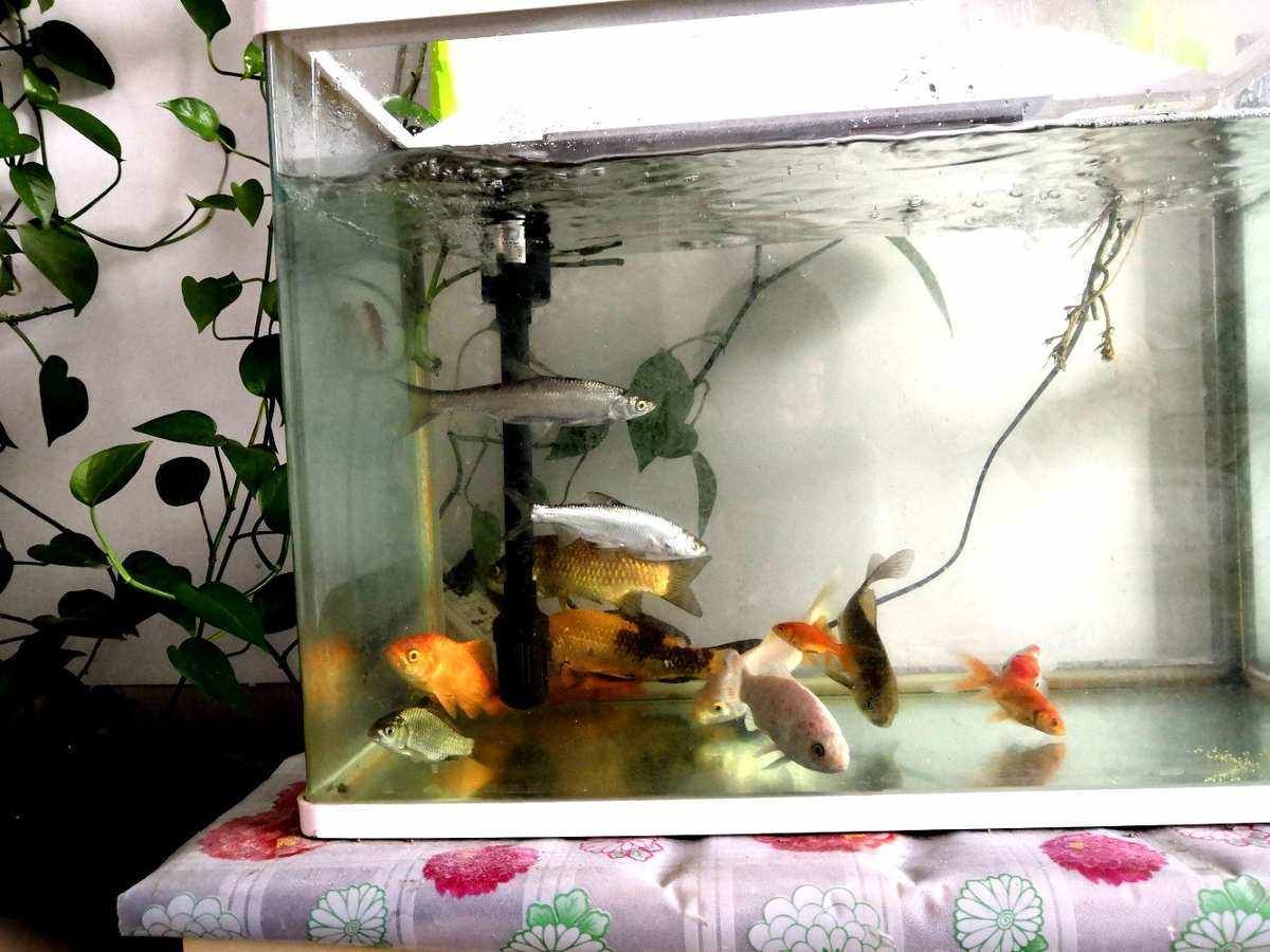 鱼跳出鱼缸会死吗(鱼跳出鱼缸死了的迷信说法) 黄金猫鱼 第2张