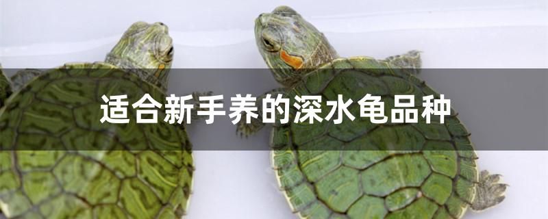 适合新手养的深水龟品种