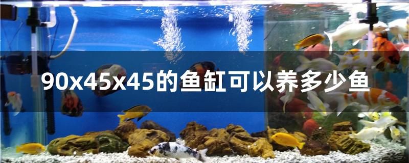 90x45x45的鱼缸可以养多少鱼 广州龙鱼批发市场 第1张