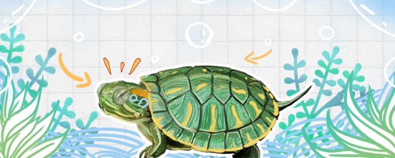 巴西龟寿命最长可达多少年 大日玉鲭鱼 第2张