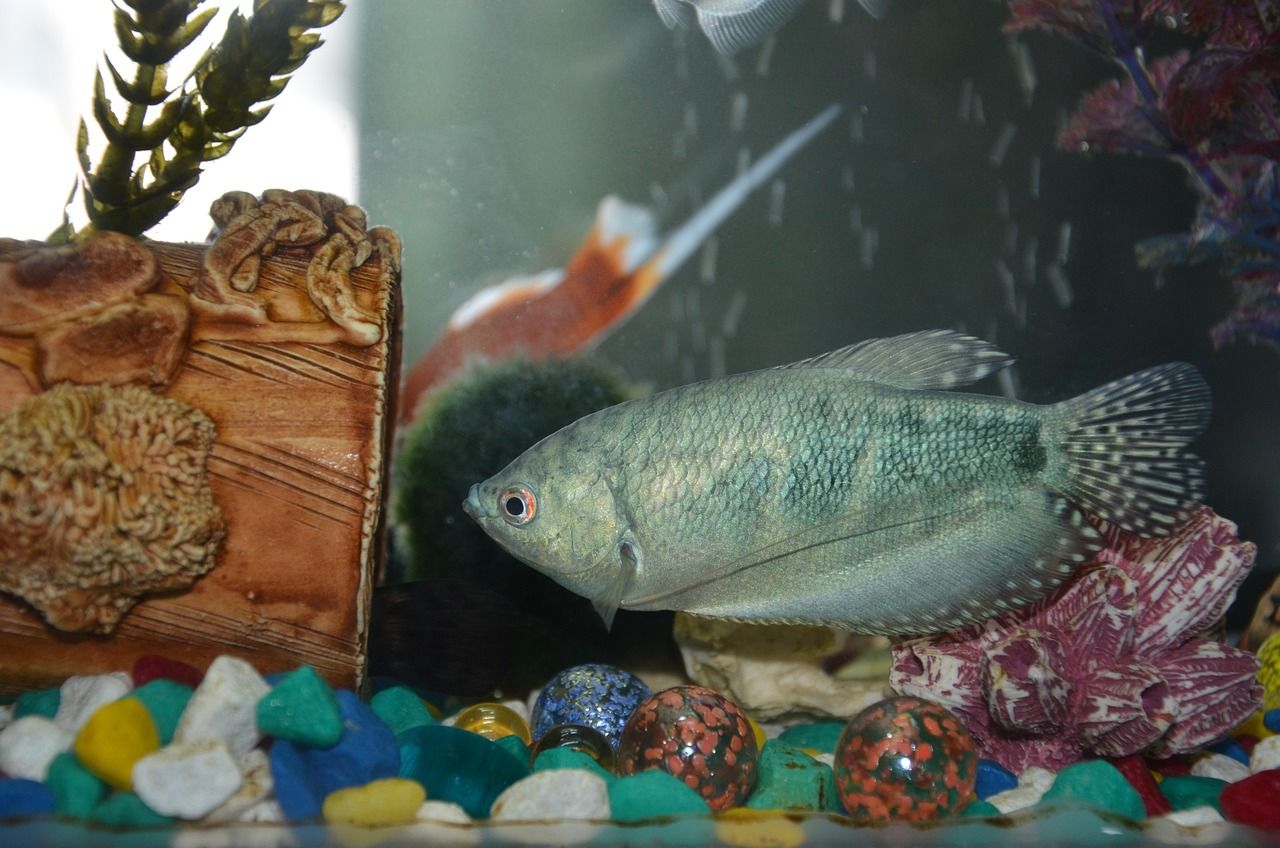 鱼缸里的红鱼能养多长时间（80cm长，宽35cm的鱼缸，如果勉强要） 黄金斑马鱼 第2张