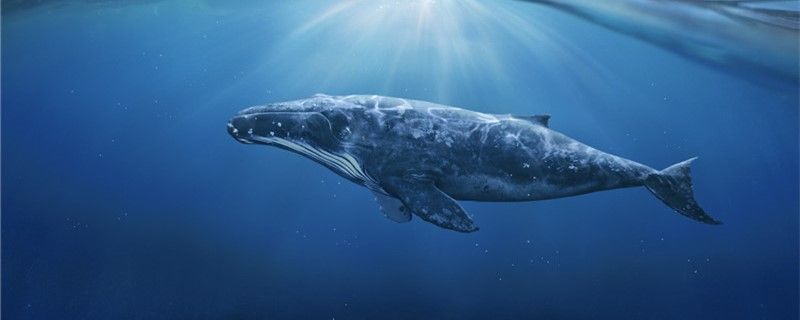 鲸鱼为什么搁浅搁浅会死吗 野生地图鱼 第1张