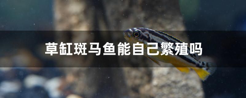 草缸斑马鱼能自己繁殖吗
