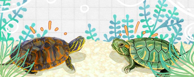 火焰龟是巴西龟吗有什么区别 龙凤鲤鱼 第1张