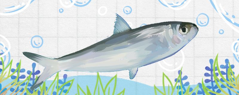 沙丁鱼吃什么食物怎么捕食