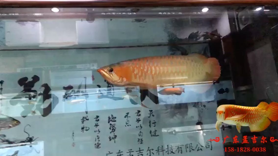 孟吉尔 万吉⋯⋯广东孟吉尔持鱼 观赏鱼论坛 第1张