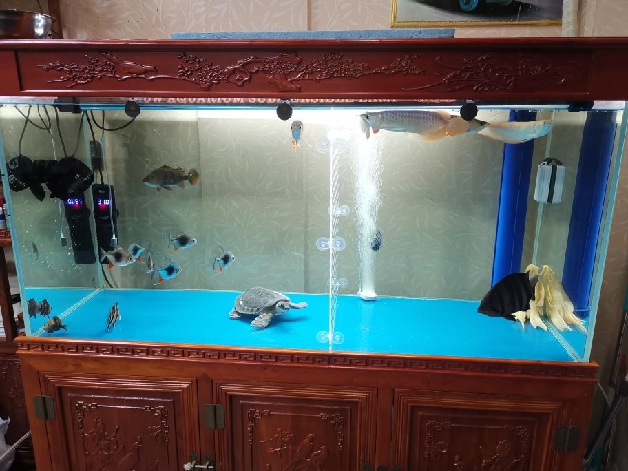 透明塑料金鱼缸图片 透明塑料金鱼缸图片高清