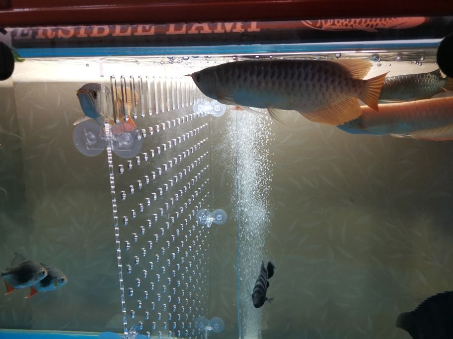 透明塑料金鱼缸图片 透明塑料金鱼缸图片高清