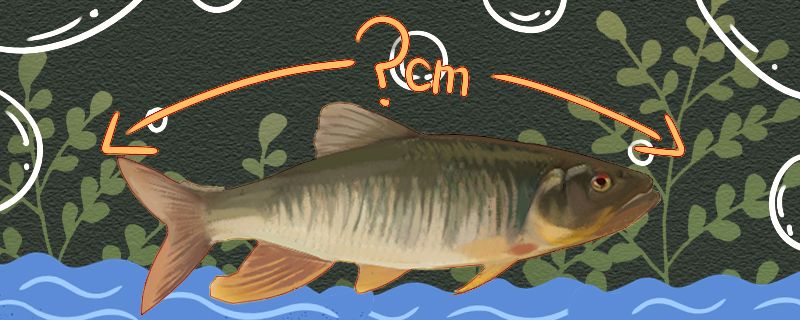 马口鱼能长多大能活多久 稀有红龙品种 第1张