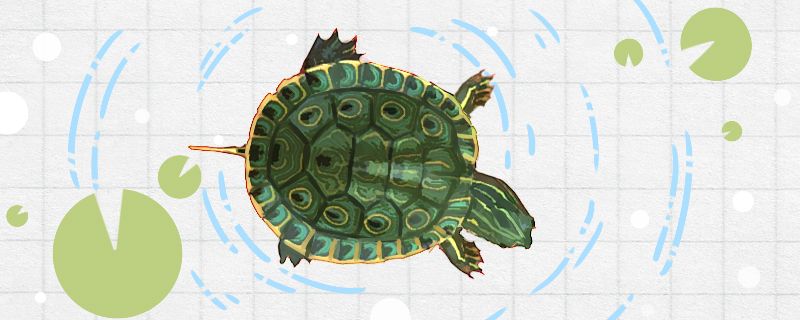 甜甜圈龟是深水龟吗用多深的水合适