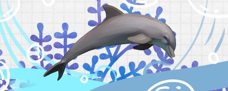 海豚是什么颜色的有蓝色的吗
