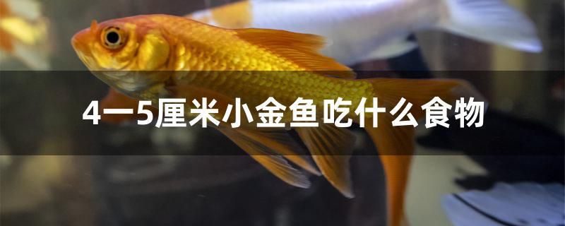 4一5厘米小金鱼吃什么食物 福虎/异型虎鱼/纯色虎鱼 第1张