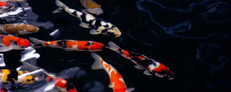 鱼塘黑水改善水质的方法为什么会形成黑水 国产元宝凤凰鱼 第1张