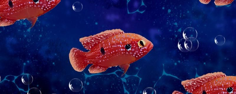 红宝石鱼和蓝宝石鱼能混养吗能和什么鱼混养