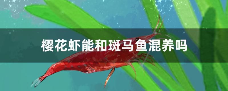 樱花虾能和斑马鱼混养吗 胭脂孔雀龙鱼 第1张