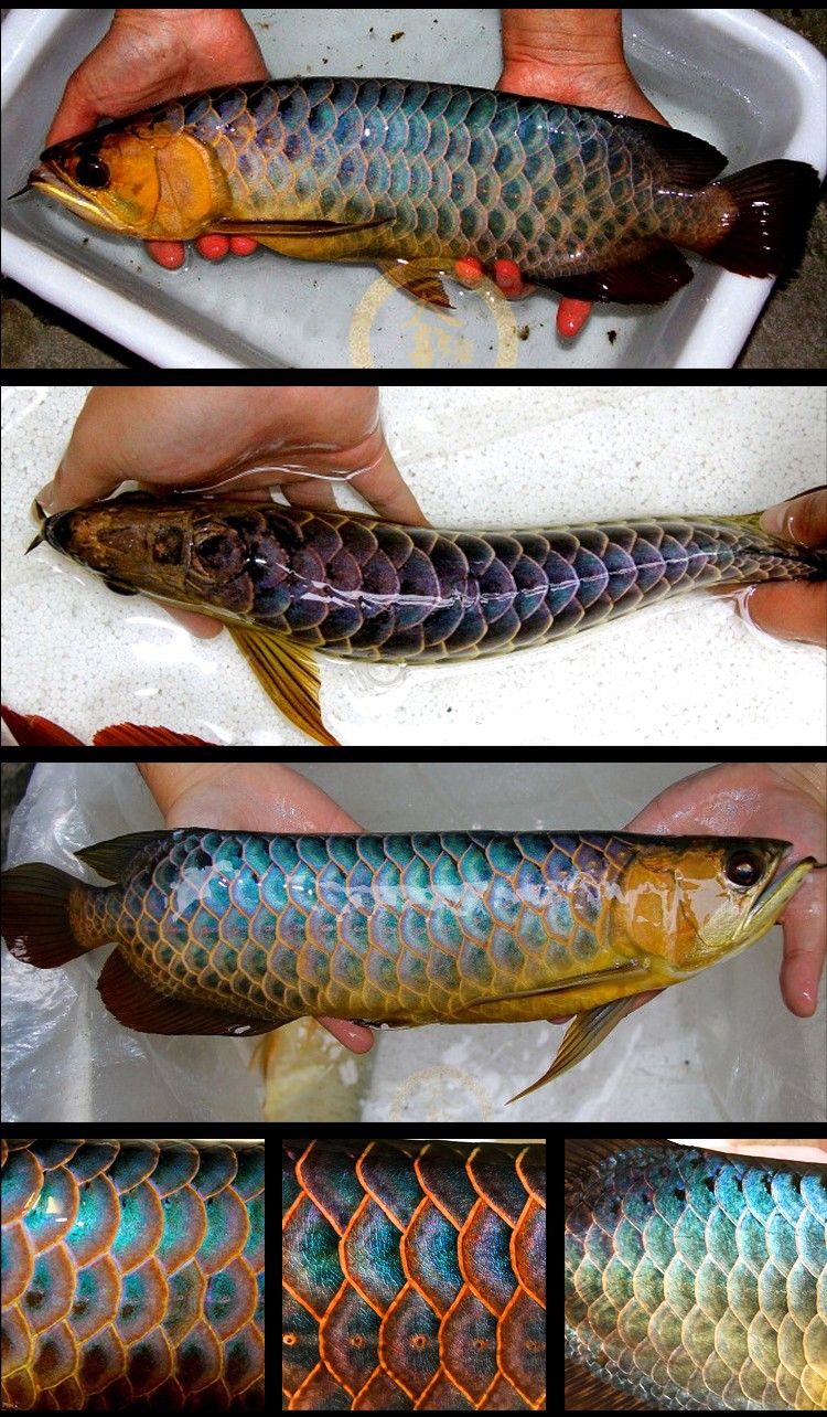 印尼金龙鱼在中国的价值是多少钱(印尼金龙鱼在中国的价值是多少钱一条) 申古银版鱼 第2张