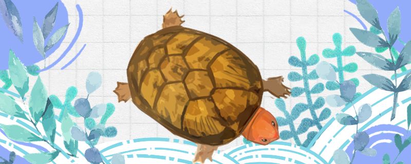 红面蛋龟是深水龟吗能深水养吗