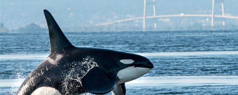 为什么虎鲸不攻击成年蓝鲸虎鲸打得过蓝鲸吗