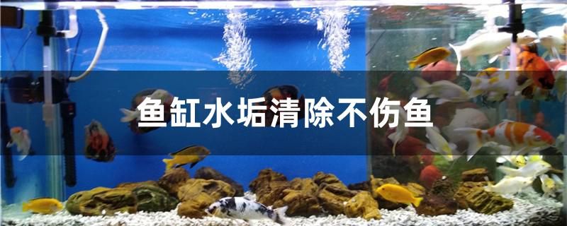 鱼缸水垢清除不伤鱼的方法 水族世界 第1张