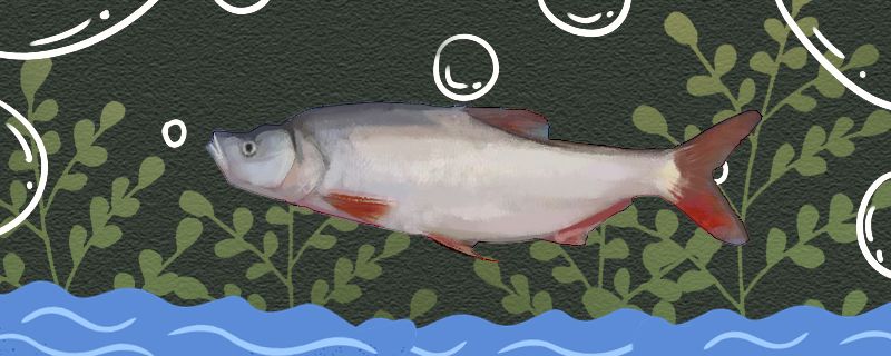 红尾鱼是什么鱼生活在哪里 福满钻鱼 第1张