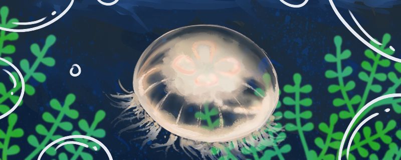 海月水母怎么养吃什么食物