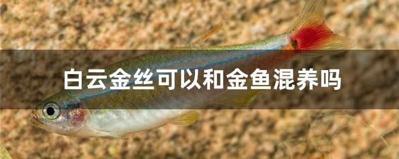 白云金丝可以和金鱼混养吗 南美异型鱼 第1张
