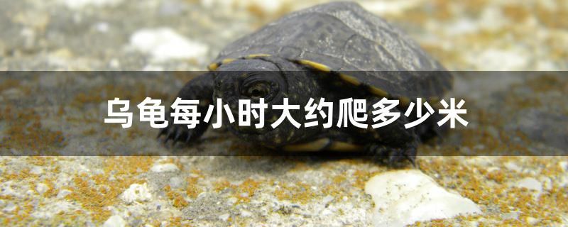 乌龟每小时大约爬多少米